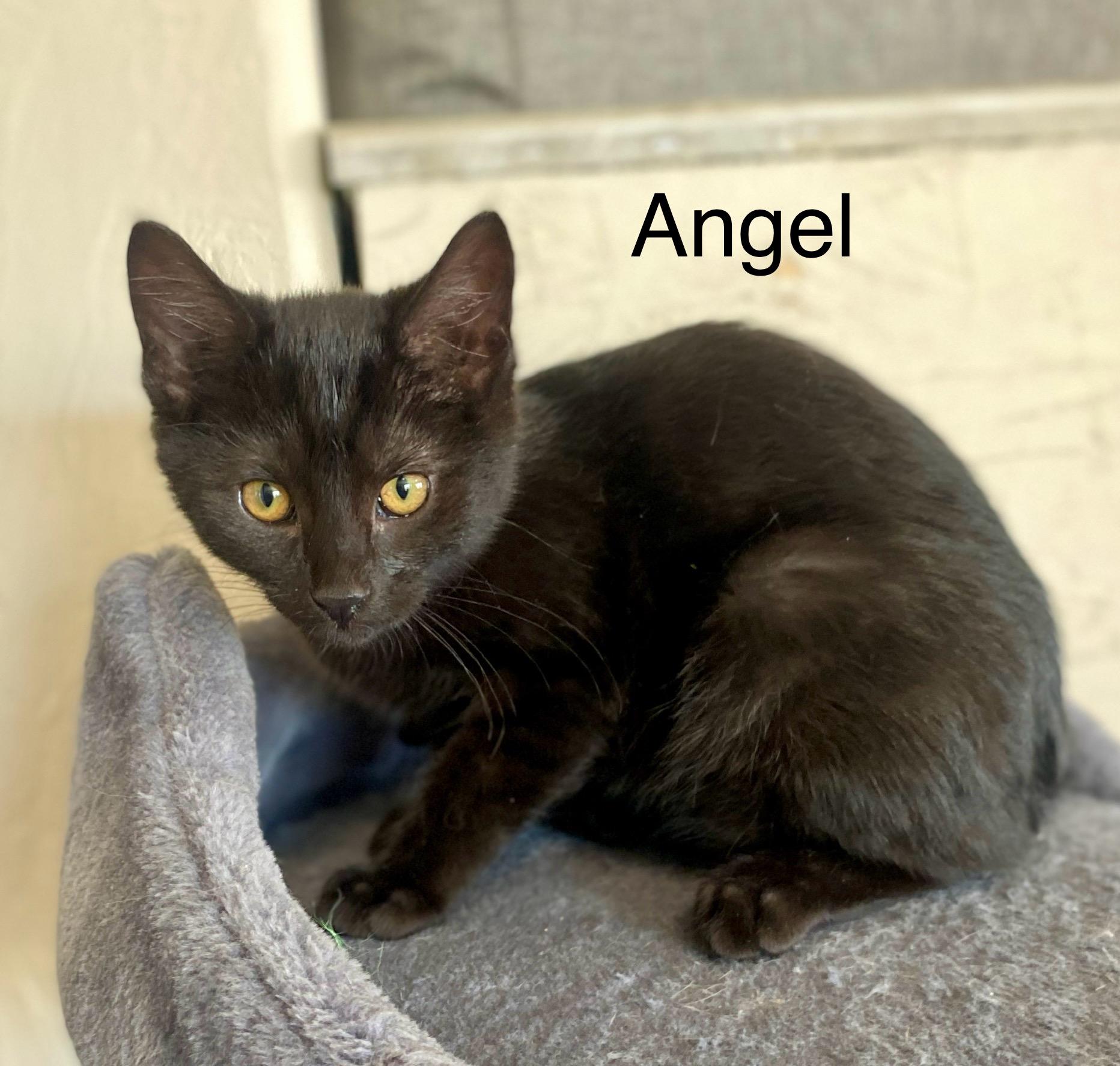 Angel, an adoptable Domestic Short Hair in Blackfoot, ID, 83221 | Photo Image 1