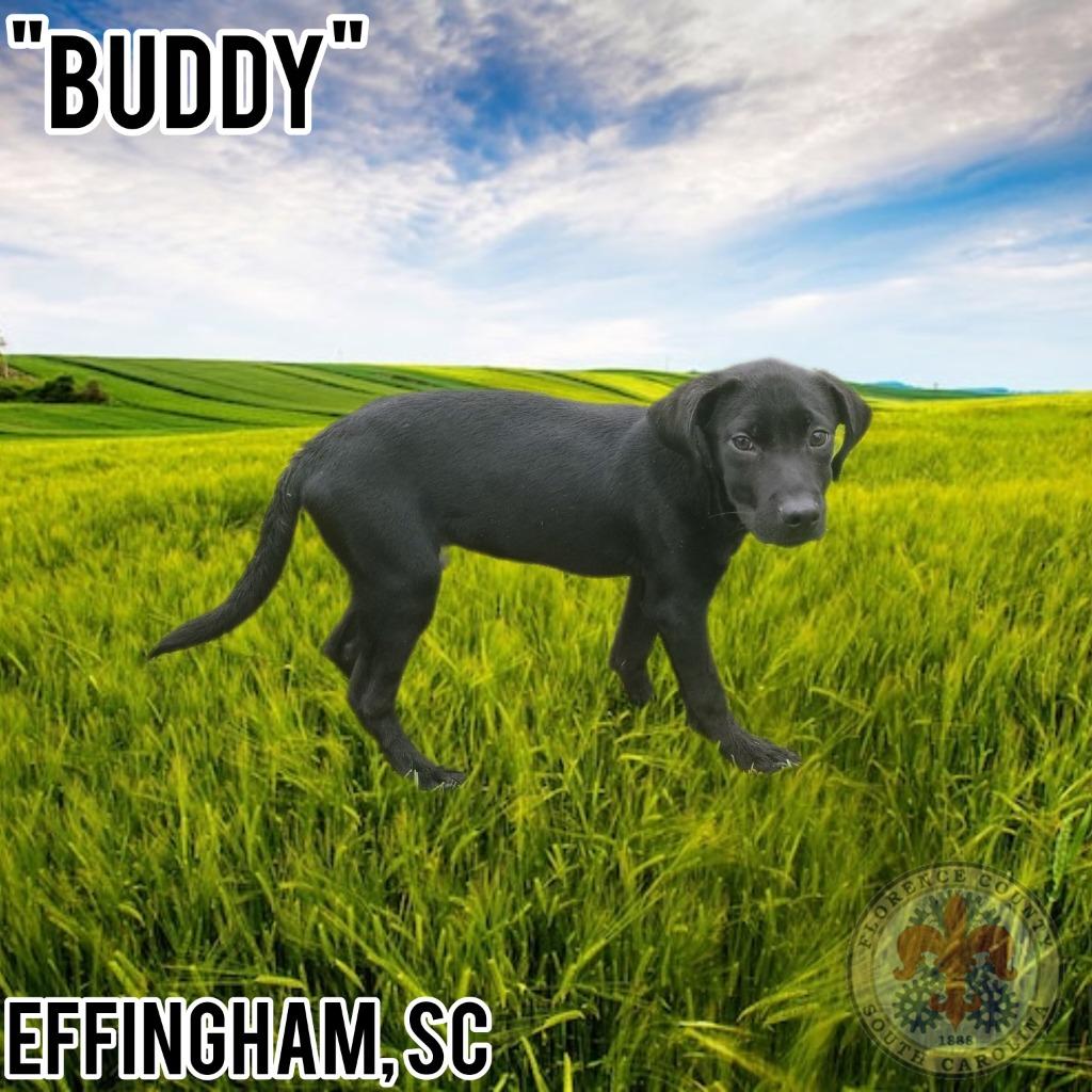 Enlarge BUDDY, a Adopted mixed breed in Effingham, SC image 1/1