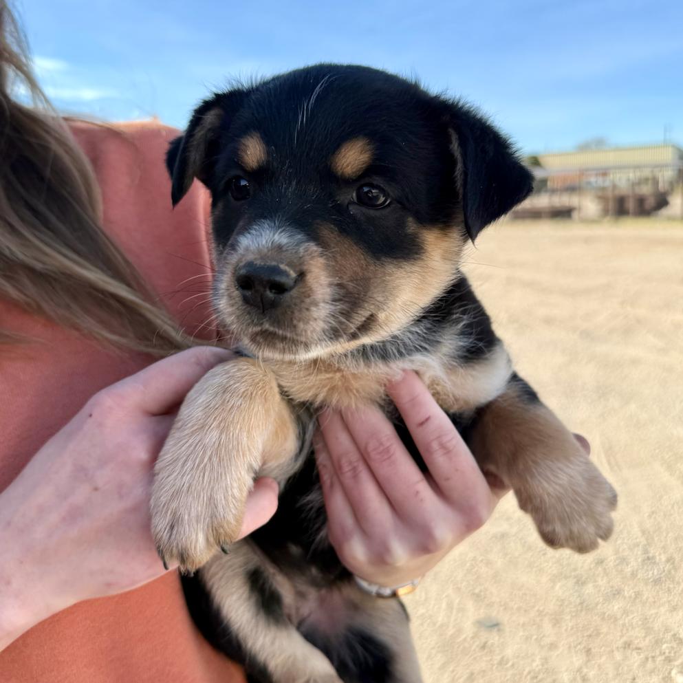 Enlarge Nancy, a Adoptable mixed breed in Midland, TX image 1/1