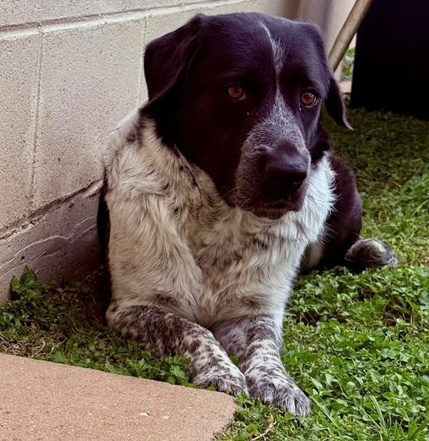 Enlarge Salt, a Adoptable mixed breed in Belton, TX image 1/1