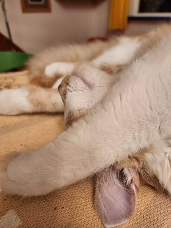 Enlarge Willie, a Adopted Domestic Medium Hair in Marin, CA image 2/5