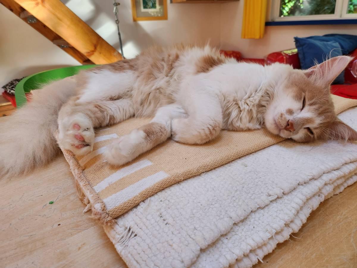 Enlarge Willie, a Adopted Domestic Medium Hair in Marin, CA image 1/5