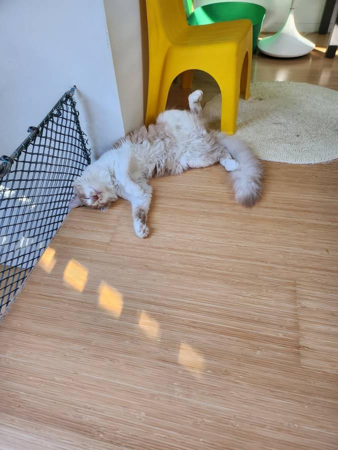 Enlarge Willie, a Adopted Domestic Medium Hair in Marin, CA image 5/5