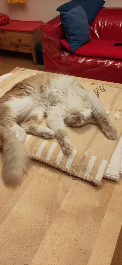 Enlarge Willie, a Adopted Domestic Medium Hair in Marin, CA image 4/5