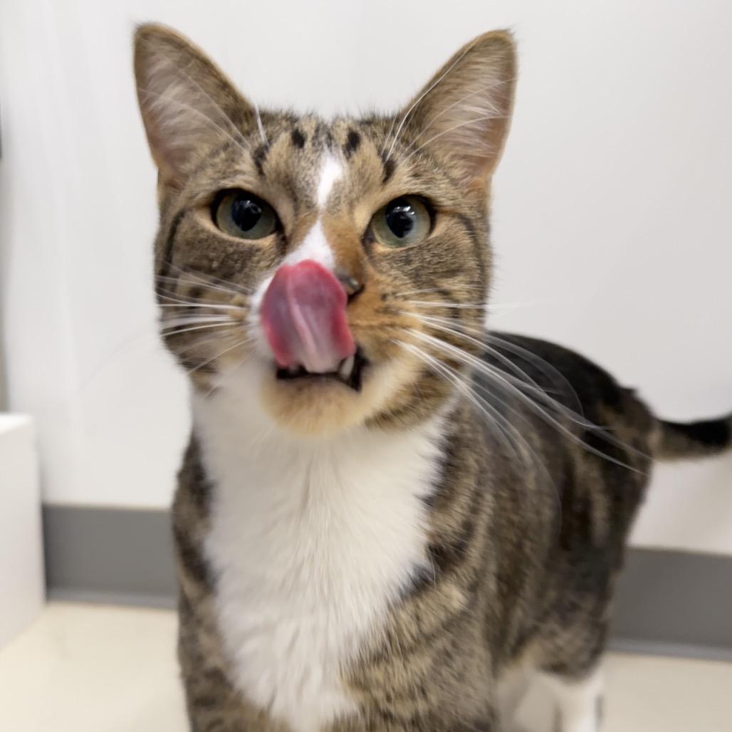 Enlarge Sawyer, a Adoptable Domestic Short Hair in Warwick, RI image 1/4