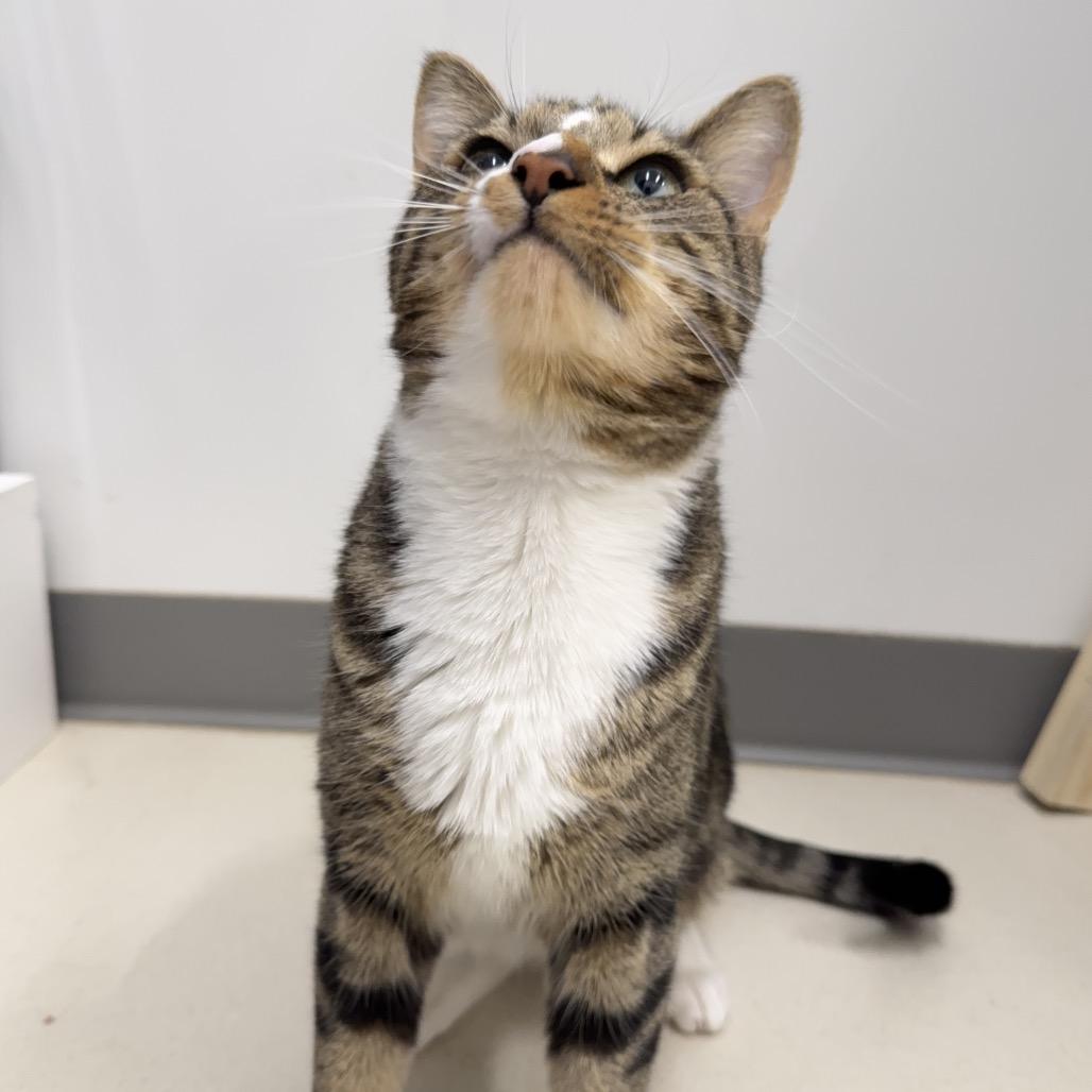 Enlarge Sawyer, a Adoptable Domestic Short Hair in Warwick, RI image 3/4