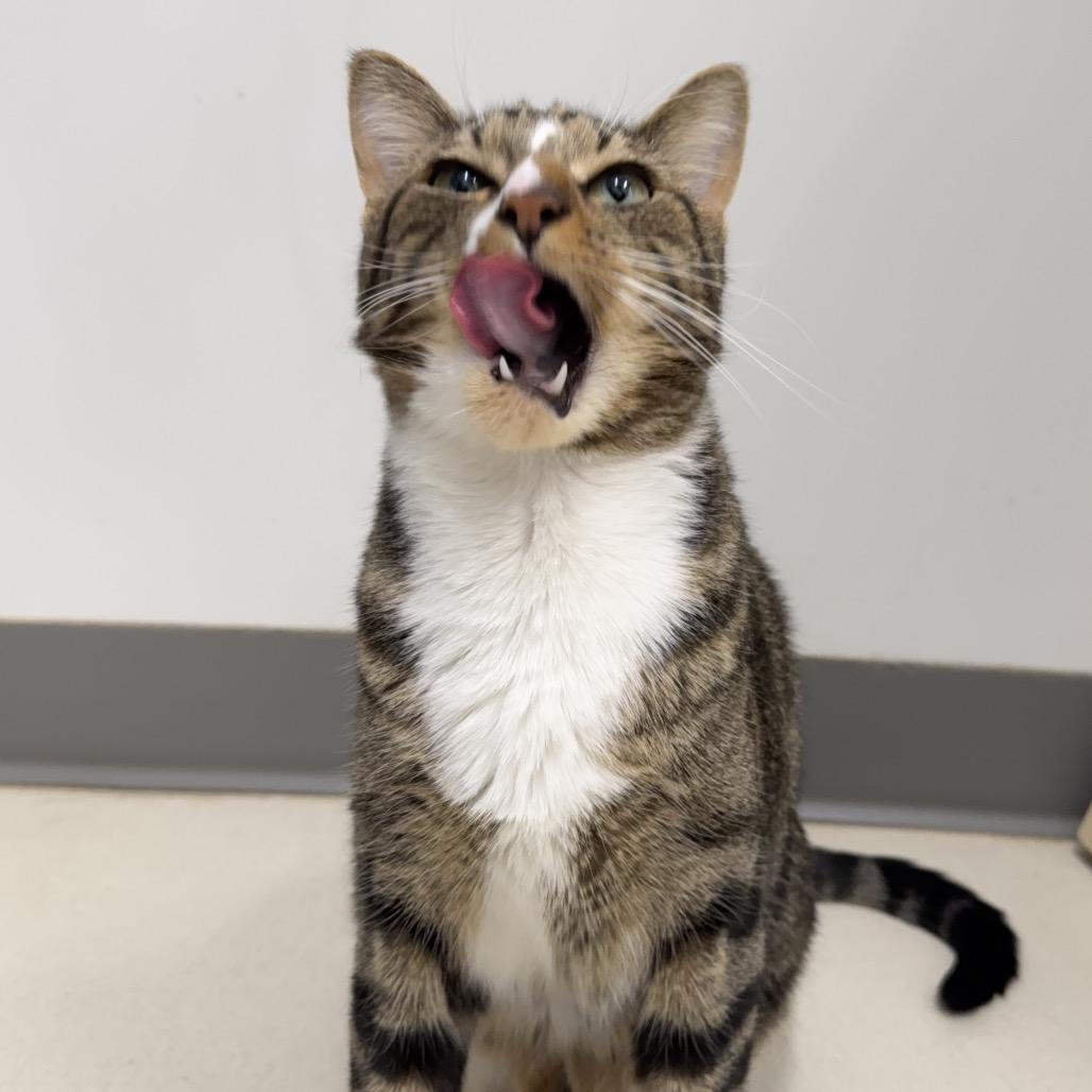 Enlarge Sawyer, a Adoptable Domestic Short Hair in Warwick, RI image 4/4