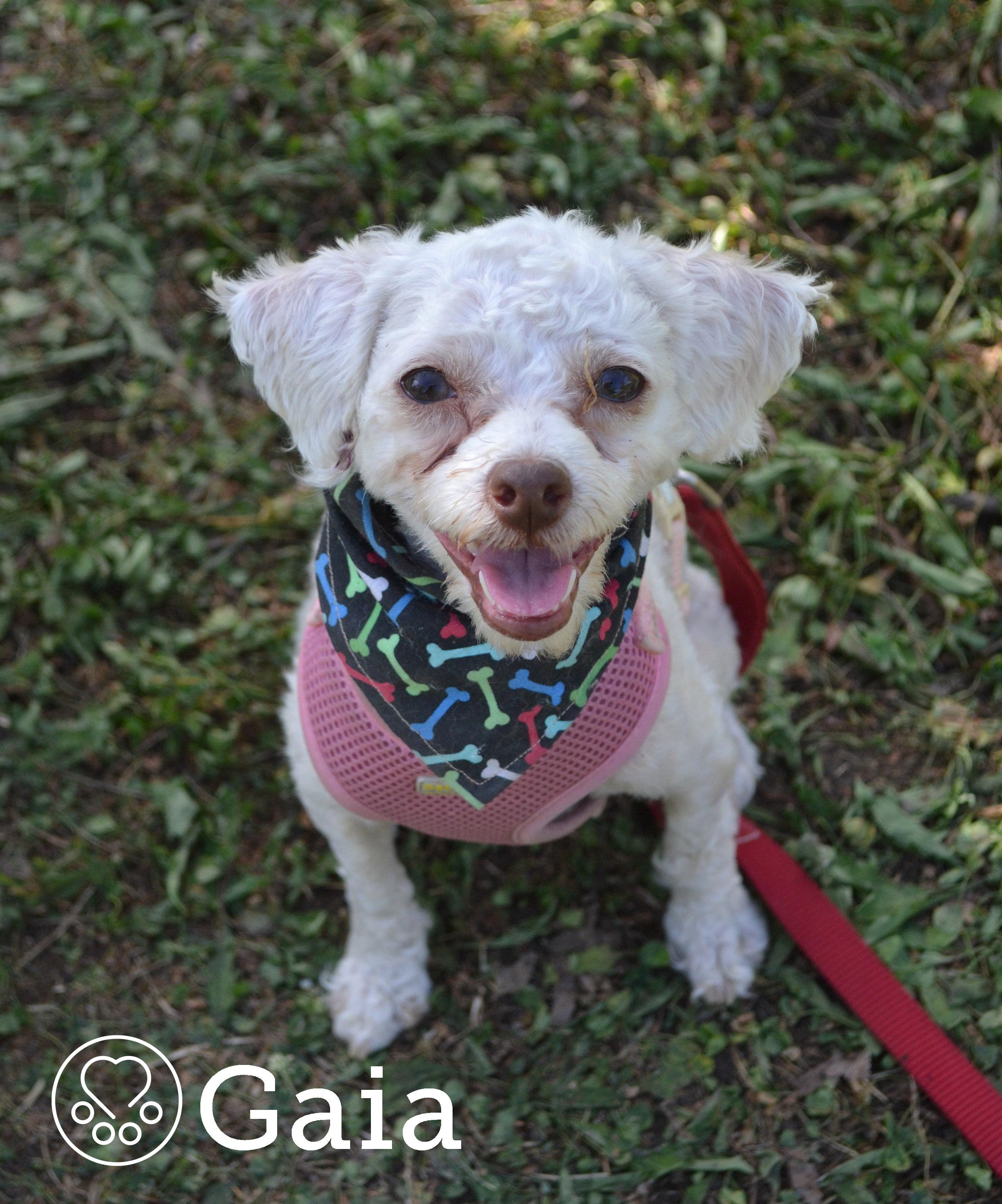 Enlarge Gaia, an adoptable Miniature Poodle in Anjou, QC image 1/3