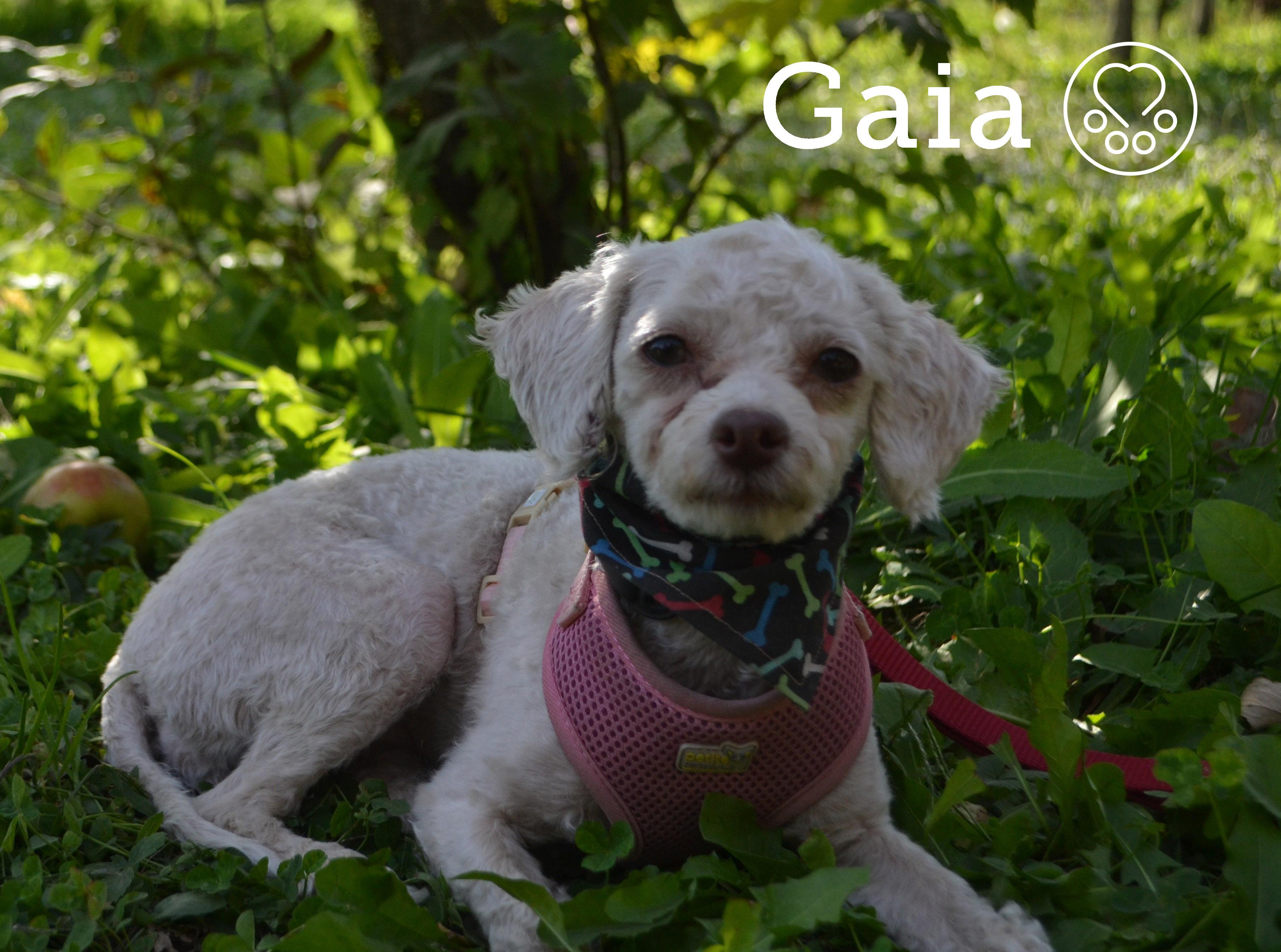 Enlarge Gaia, an adoptable Miniature Poodle in Anjou, QC image 3/3
