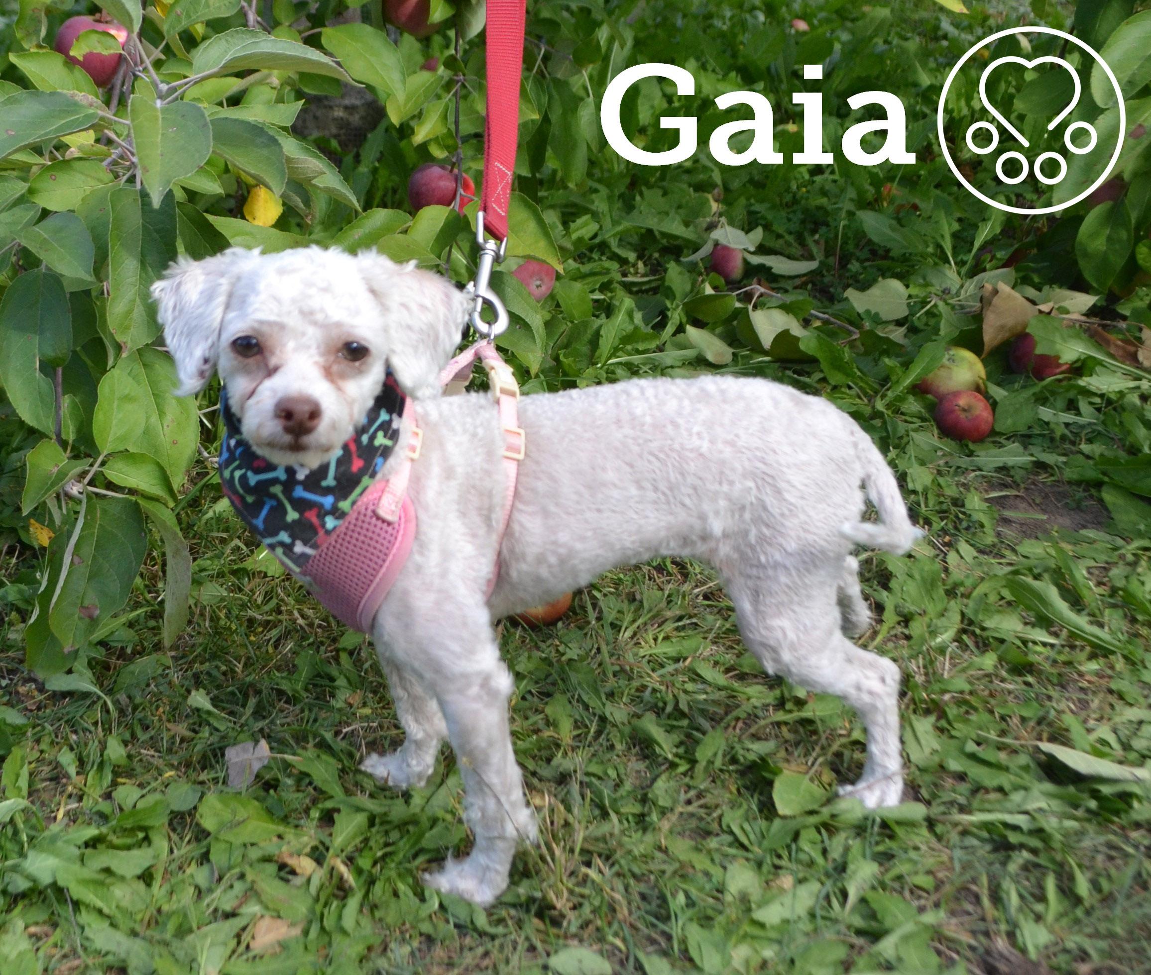 Enlarge Gaia, an adoptable Miniature Poodle in Anjou, QC image 2/3