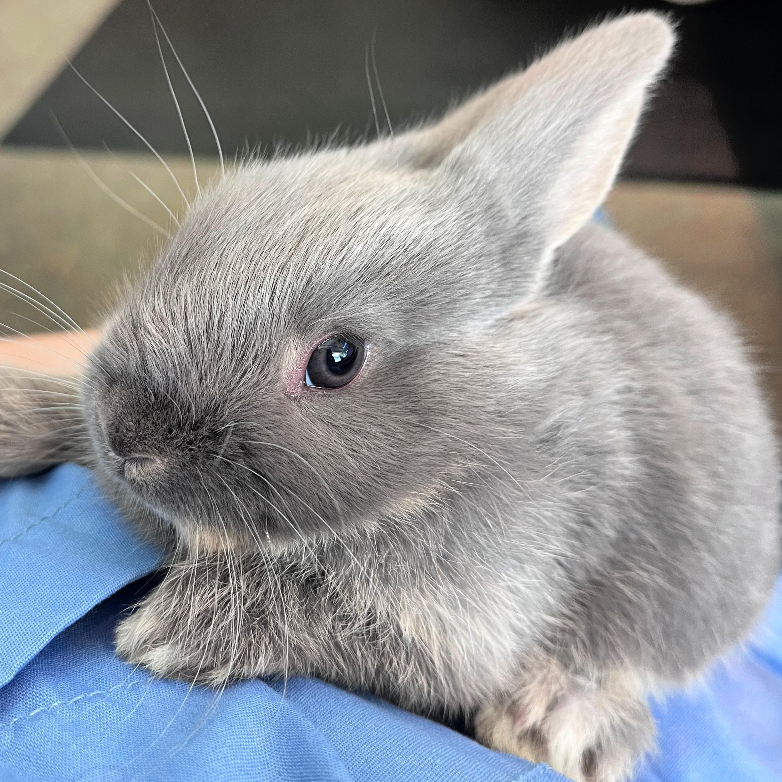 Daisy, ADOPTABLE, Baby Female Bunny Rabbit.