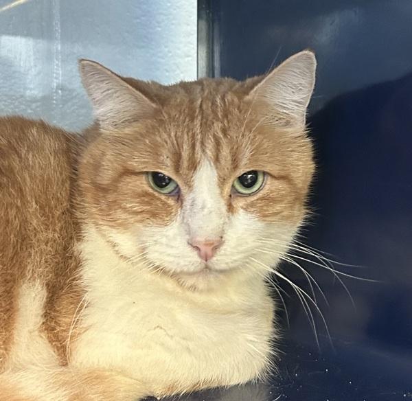 Enlarge Cheeto, a Adoptable mixed breed in Golden, CO image 2/2