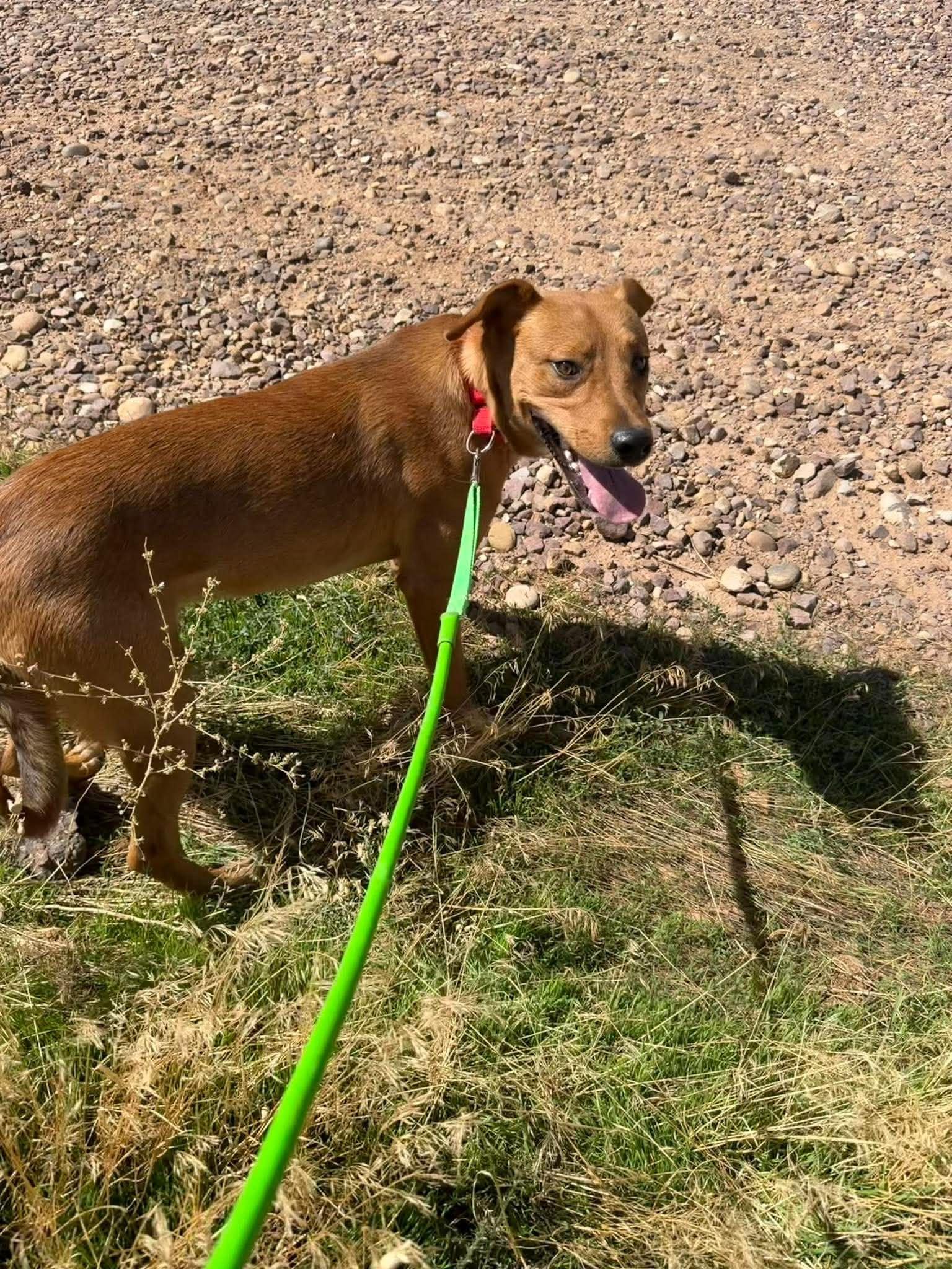 Enlarge Dudley, a ADOPTABLE Mixed Breed in Roosevelt, UT image 4/5