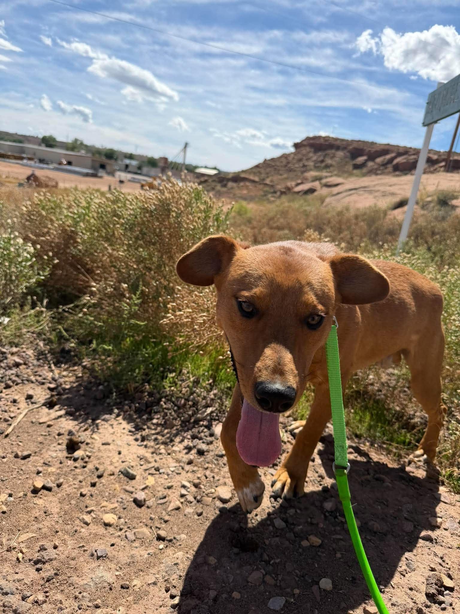 Enlarge Dudley, a ADOPTABLE Mixed Breed in Roosevelt, UT image 3/5