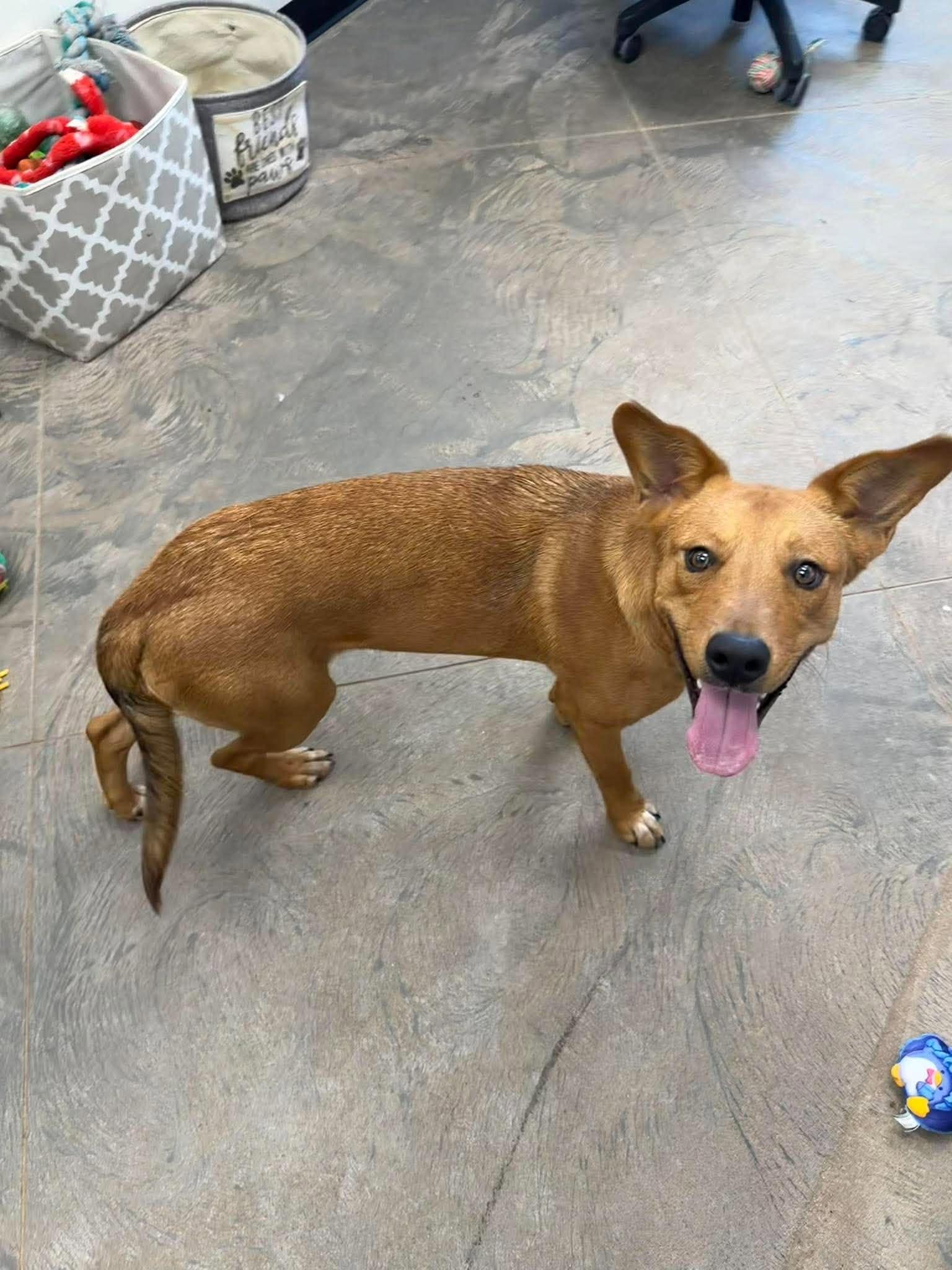 Enlarge Dudley, a ADOPTABLE Mixed Breed in Roosevelt, UT image 2/5