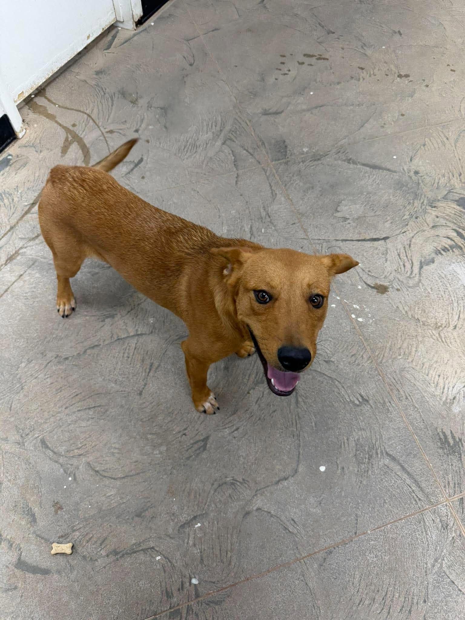 Enlarge Dudley, a ADOPTABLE Mixed Breed in Roosevelt, UT image 5/5