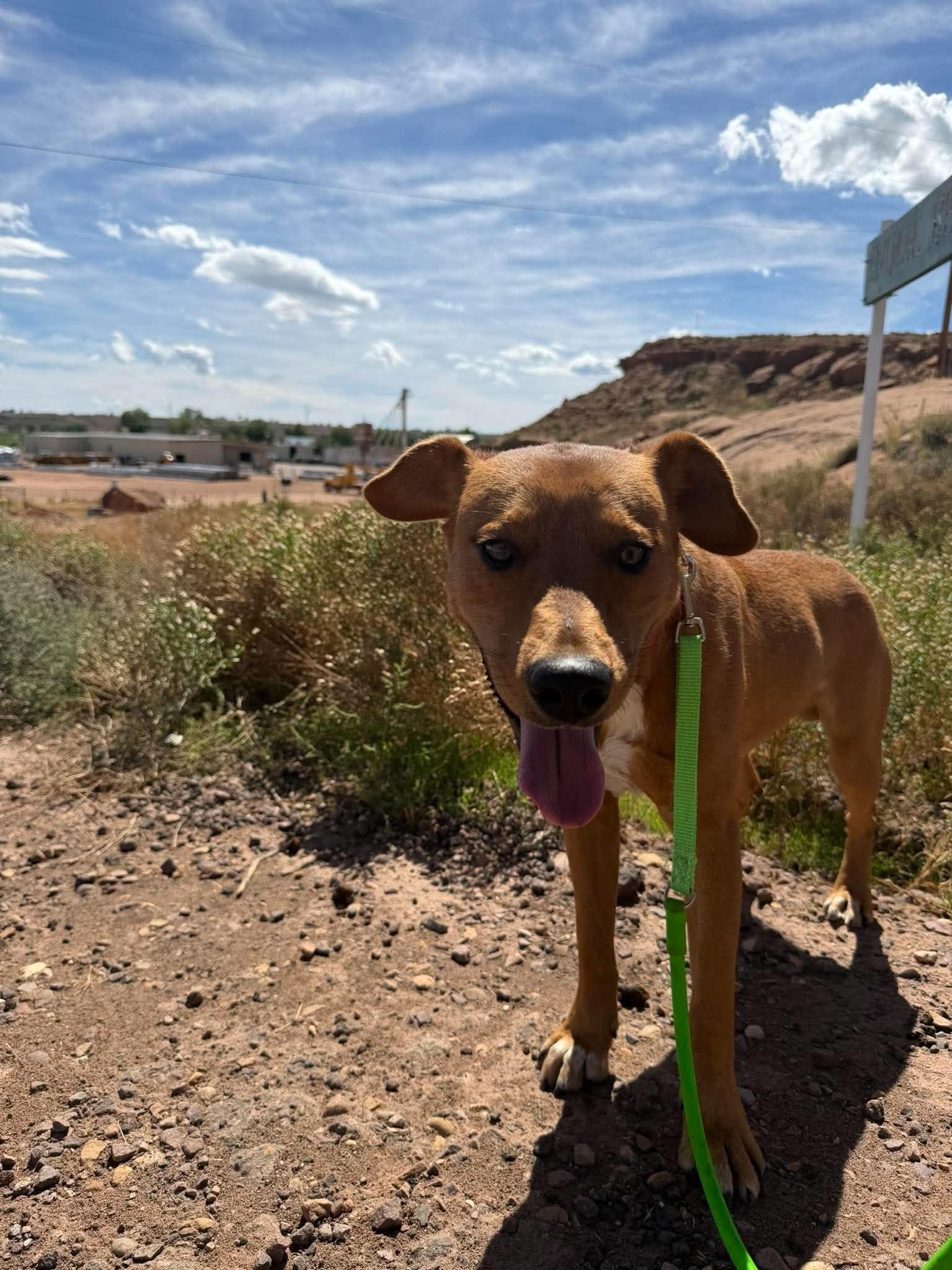 Dudley, ADOPTABLE, Adult Male Mixed Breed.