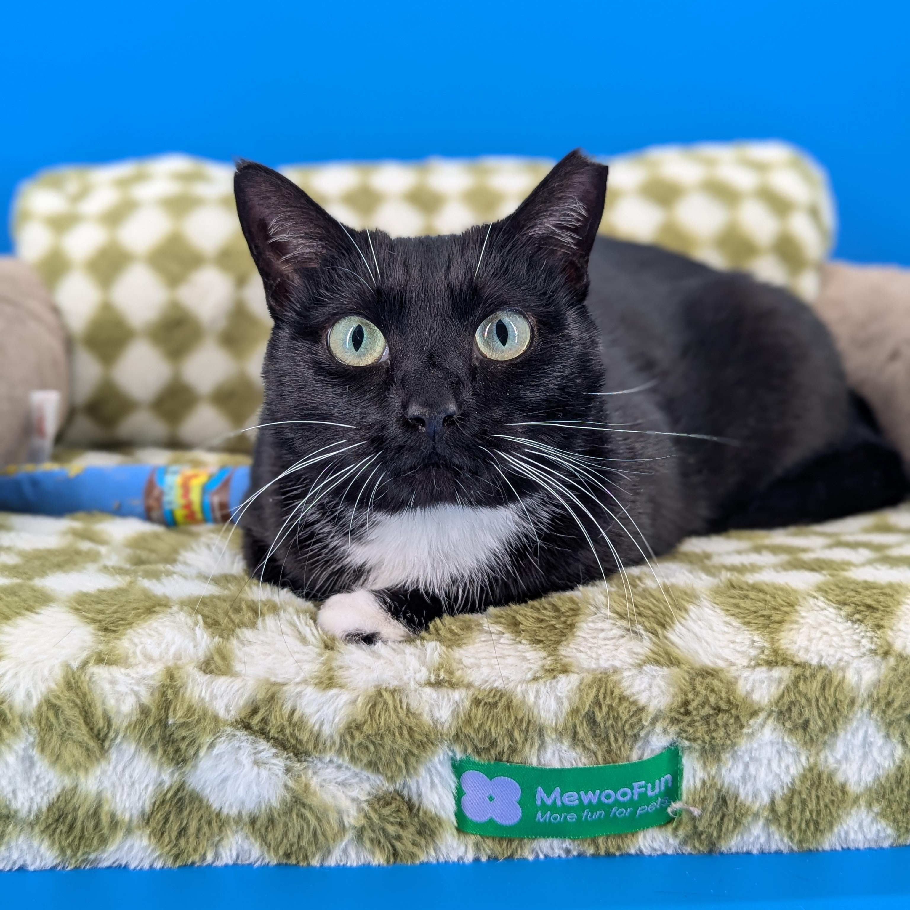 Enlarge Maxine the Queen in Green, a Adoptable Domestic Short Hair in Decatur, GA image 3/6