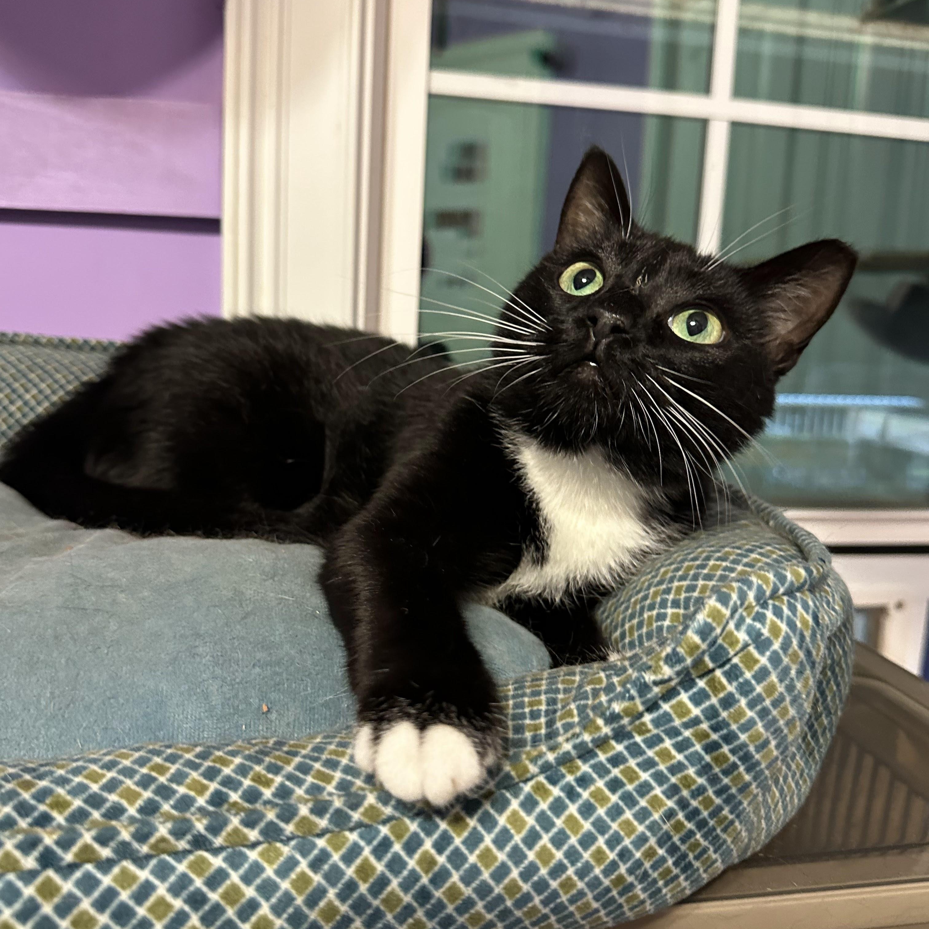 Enlarge Maxine the Queen in Green, a Adoptable Domestic Short Hair in Decatur, GA image 4/6