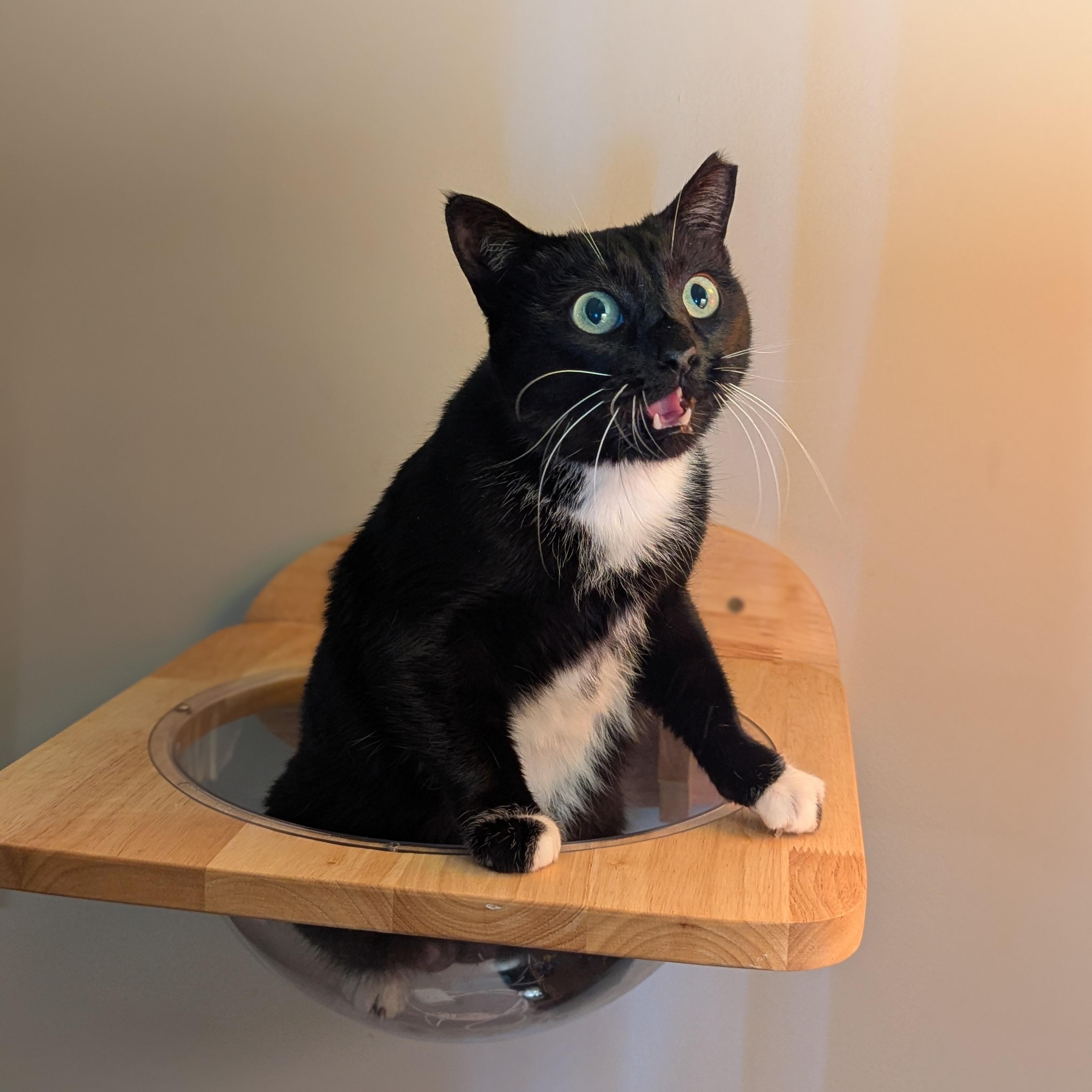 Enlarge Maxine the Queen in Green, a Adoptable Domestic Short Hair in Decatur, GA image 6/6