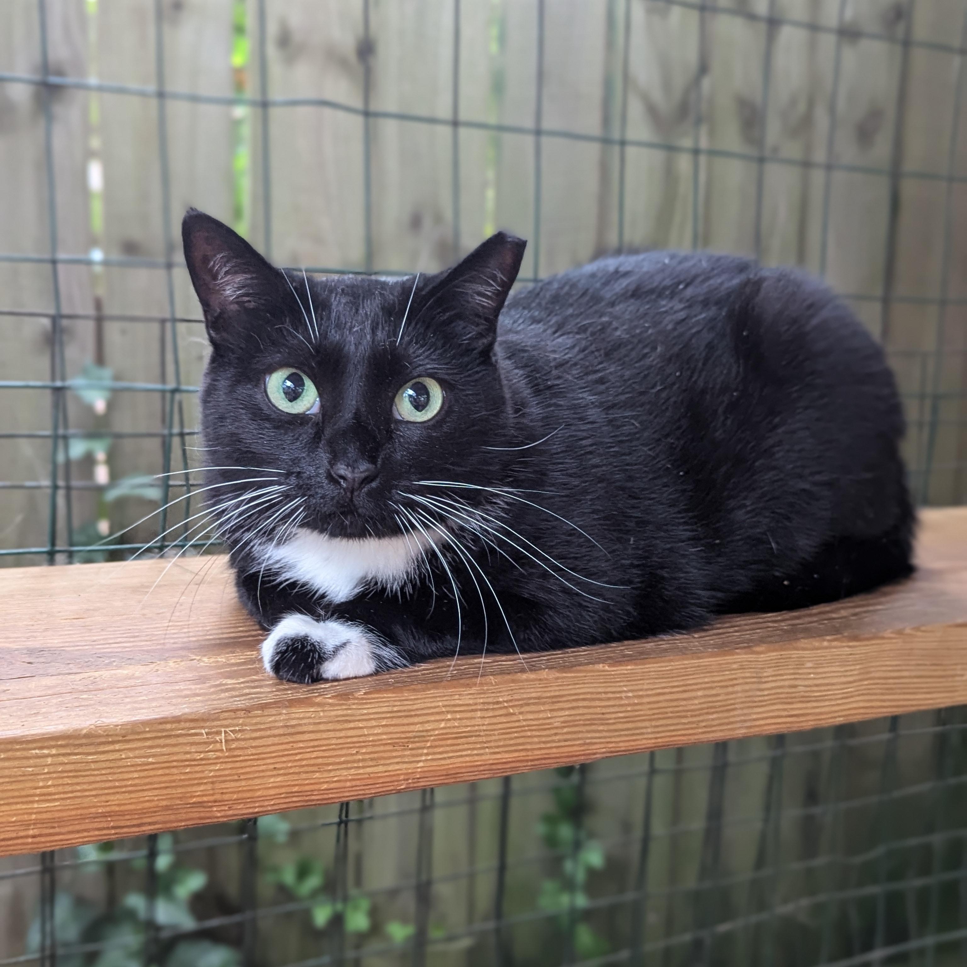 Enlarge Maxine the Queen in Green, a Adoptable Domestic Short Hair in Decatur, GA image 5/6