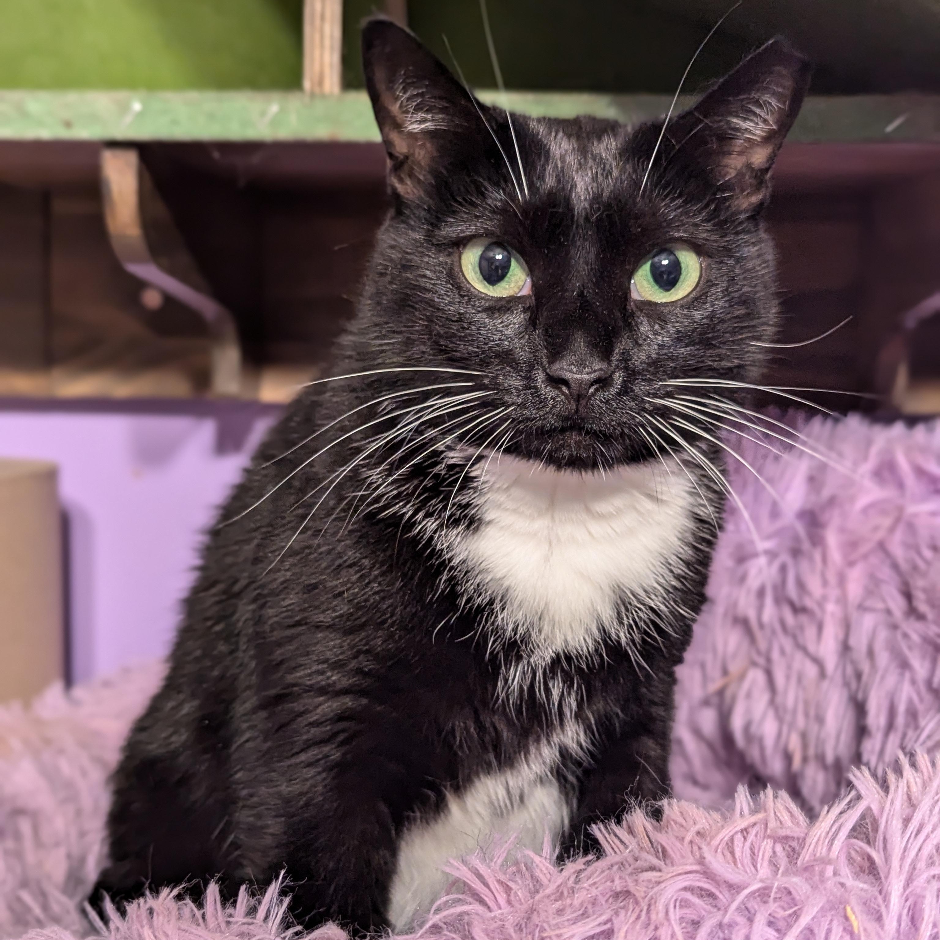 Maxine the Queen in Green, Adoptable, Adult Female Domestic Short Hair.