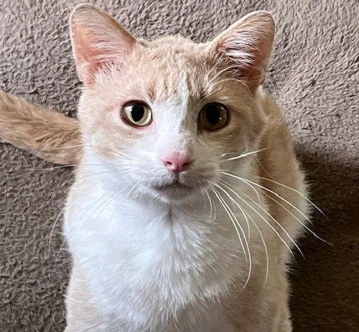 Enlarge Ollie #cozy-snuggler, a Adoptable mixed breed in Houston, TX image 3/3