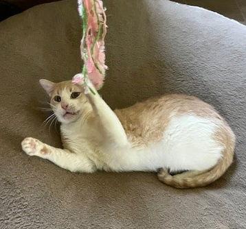 Enlarge Ollie #cozy-snuggler, a Adoptable mixed breed in Houston, TX image 2/3