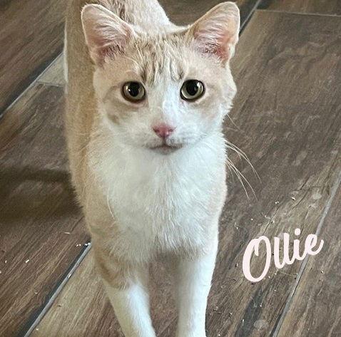 Ollie #cozy-snuggler, Adoptable, Adult Male Tabby & Domestic Short Hair.