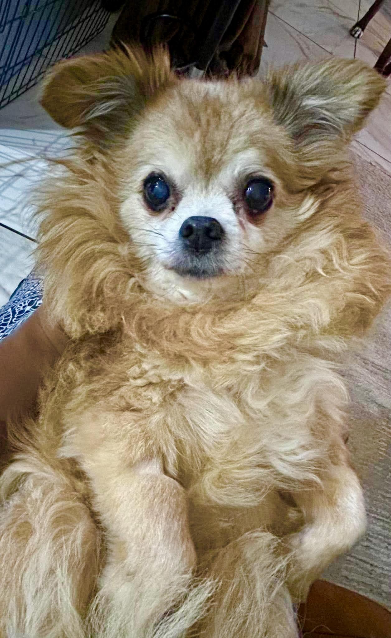 Baby, Adoptable, Senior Male Chihuahua & Pomeranian.
