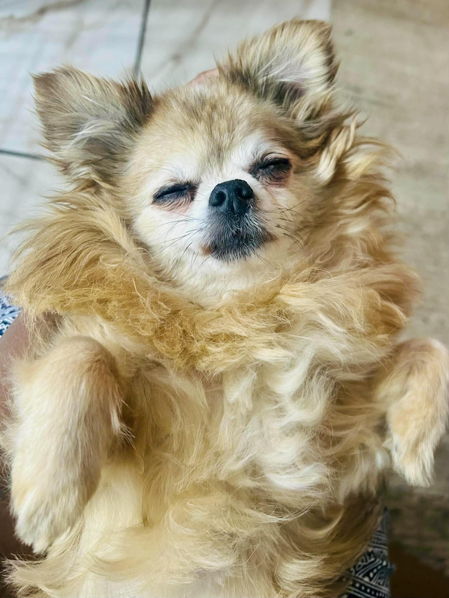 Enlarge Baby, a Adoptable mixed breed in Las Vegas, NV image 2/2