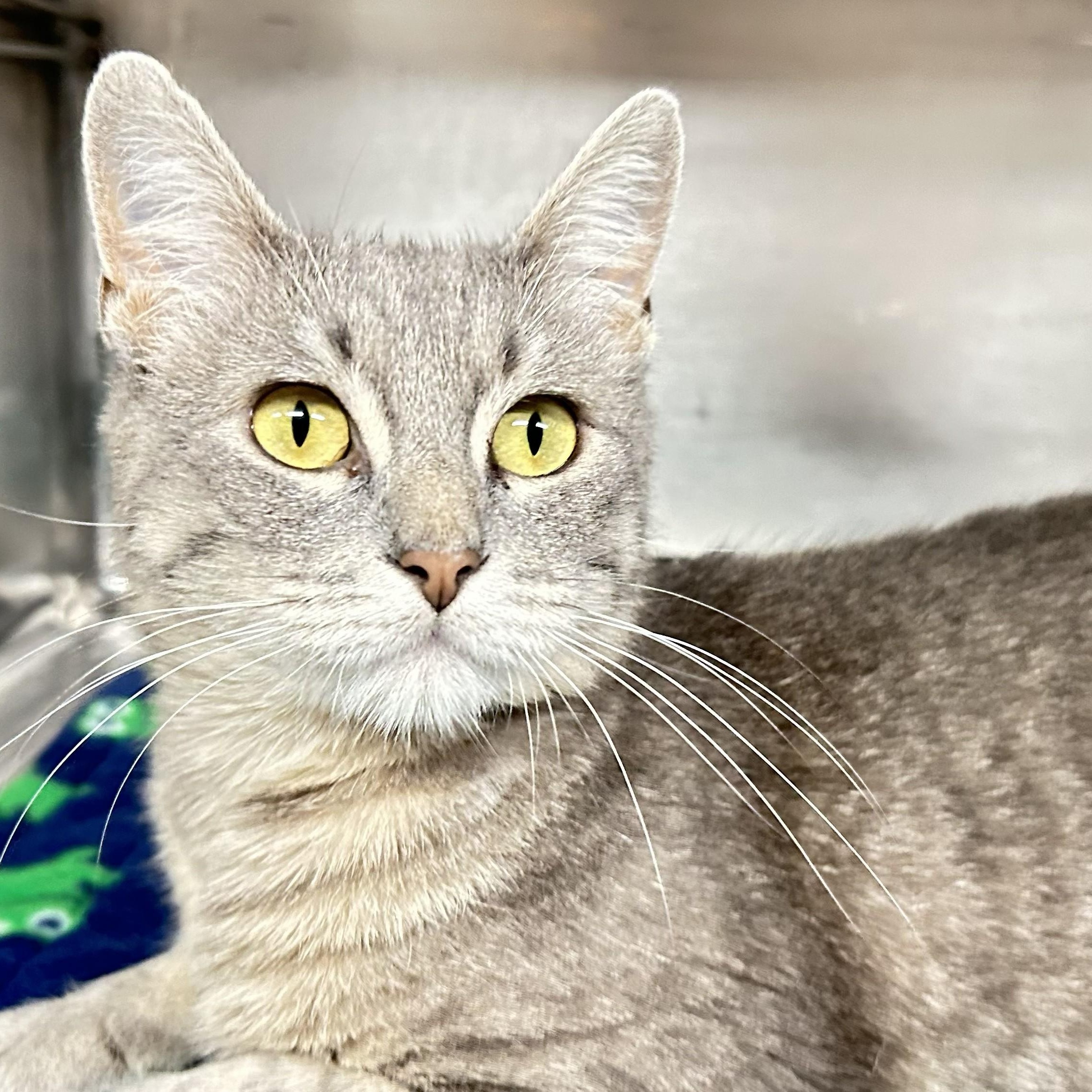 Whisper, a ADOPTABLE Domestic Short Hair in Crestwood, MO image 5/6