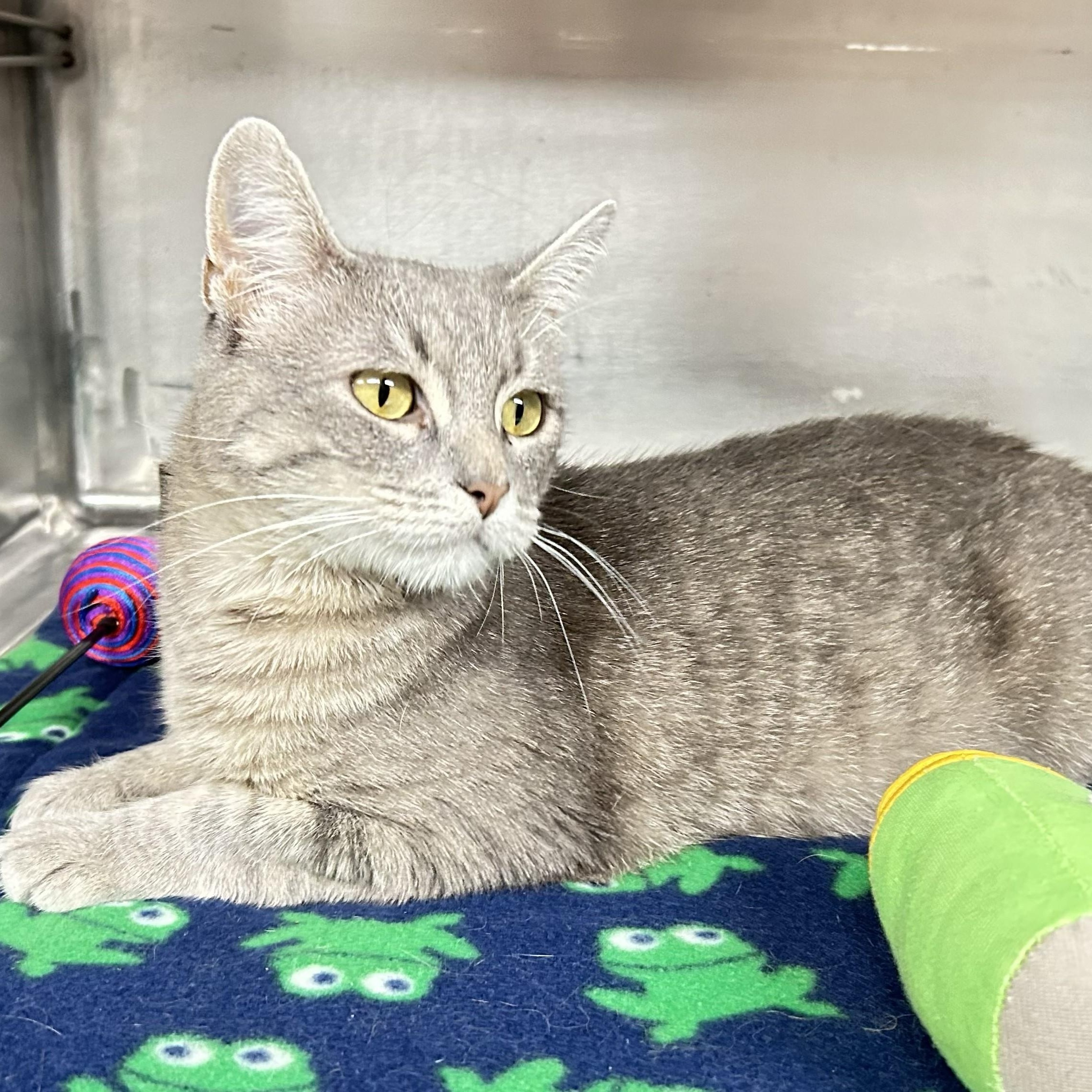 Whisper, a ADOPTABLE Domestic Short Hair in Crestwood, MO image 4/6