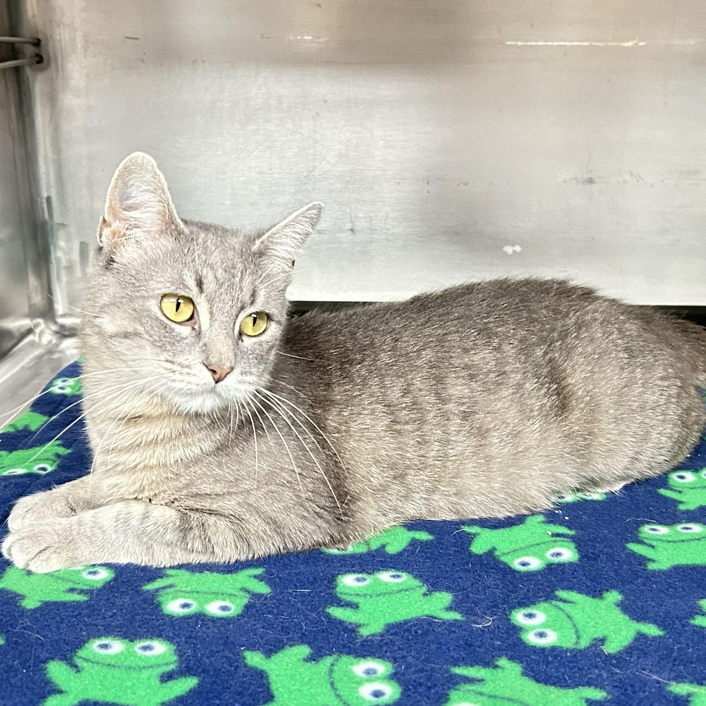Whisper, a ADOPTABLE Domestic Short Hair in Crestwood, MO image 3/6
