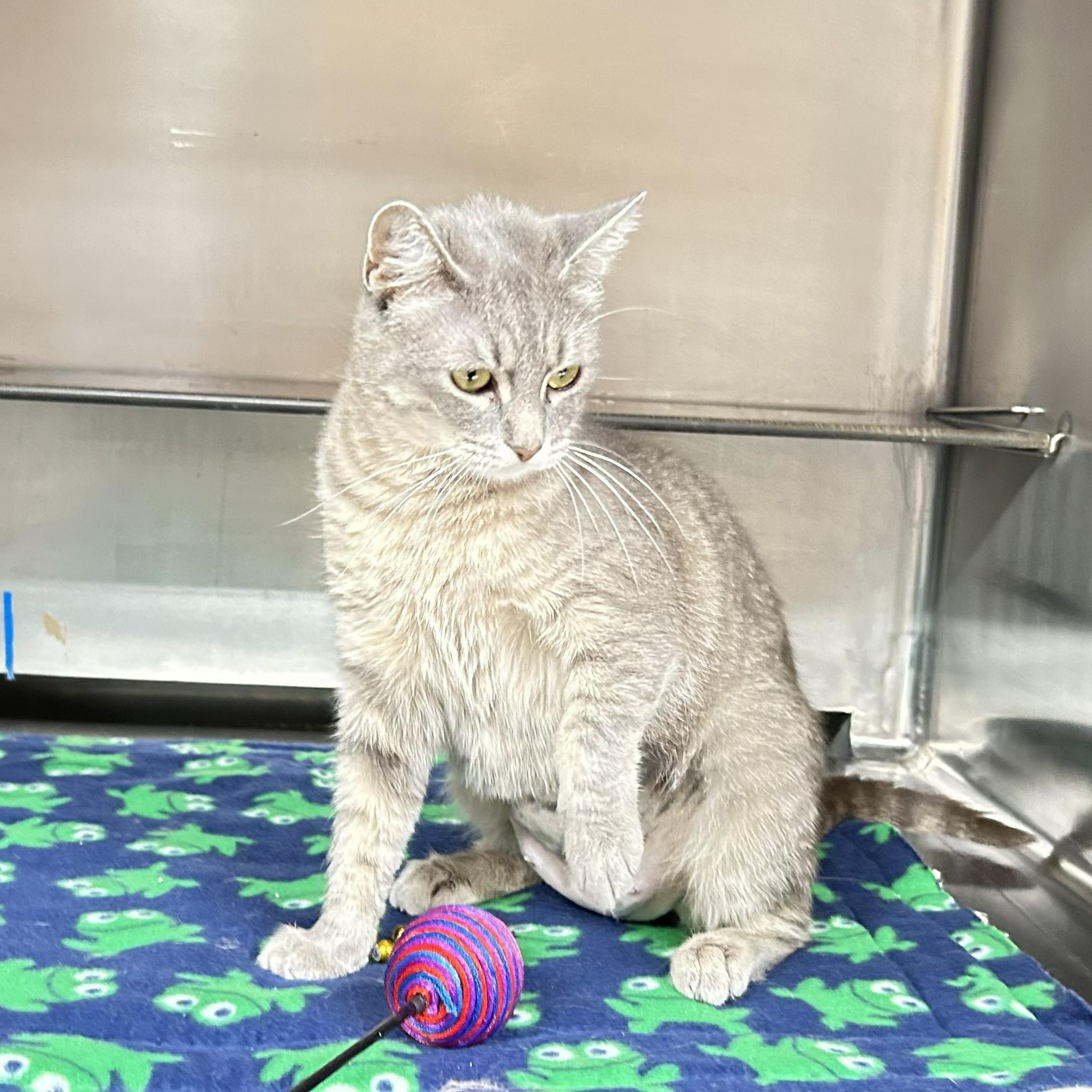Whisper, a ADOPTABLE Domestic Short Hair in Crestwood, MO image 2/6