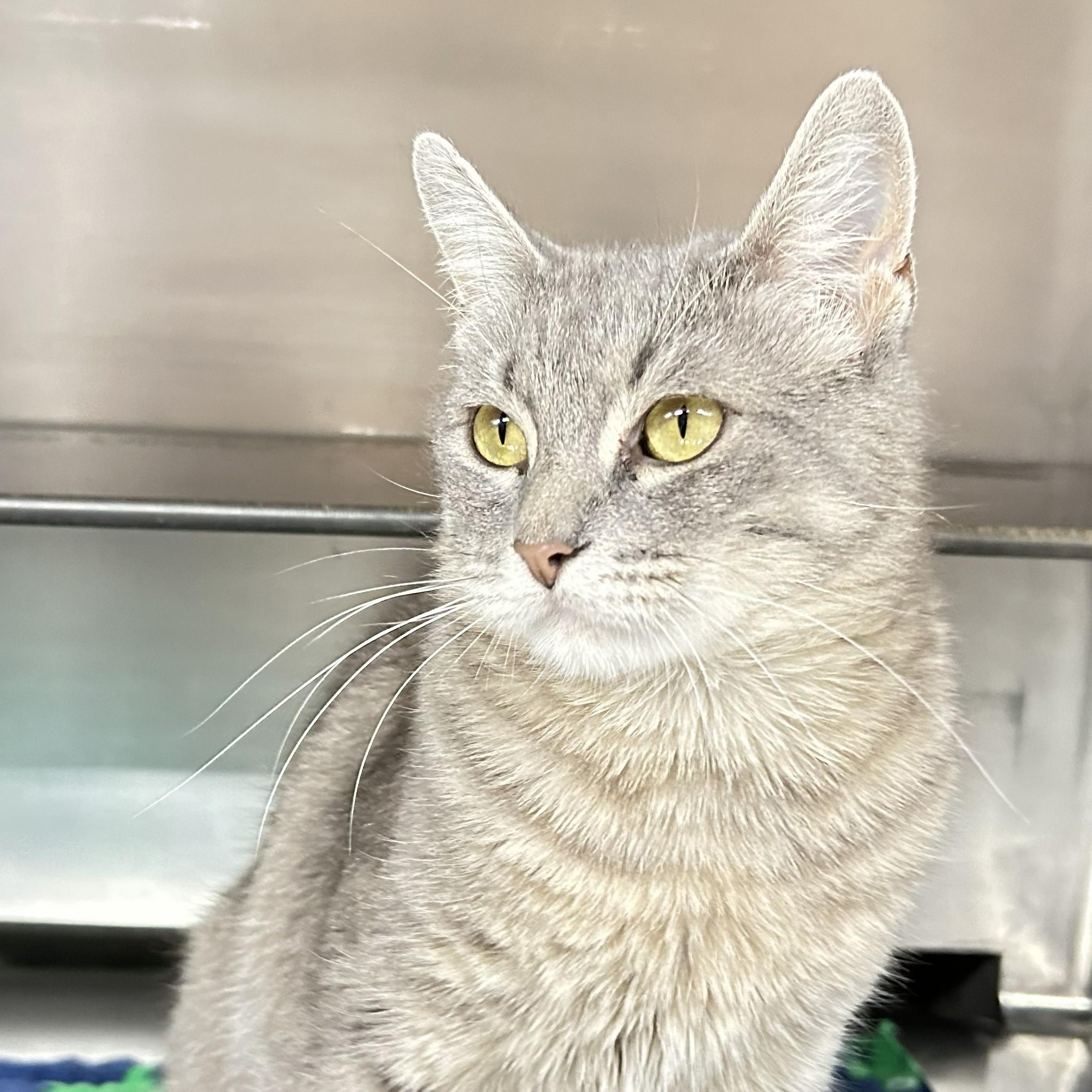 Whisper, ADOPTABLE, Adult Female Domestic Short Hair.