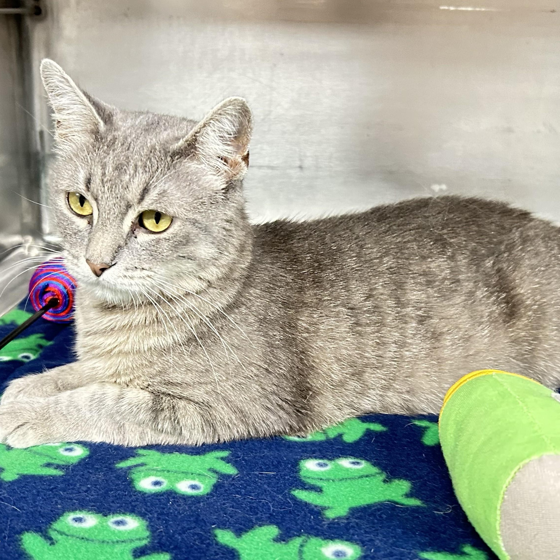 Whisper, a ADOPTABLE Domestic Short Hair in Crestwood, MO image 6/6