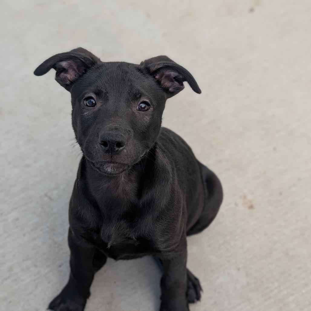 Licorice, Adoptable, Young Male Black Labrador Retriever & Mixed Breed.