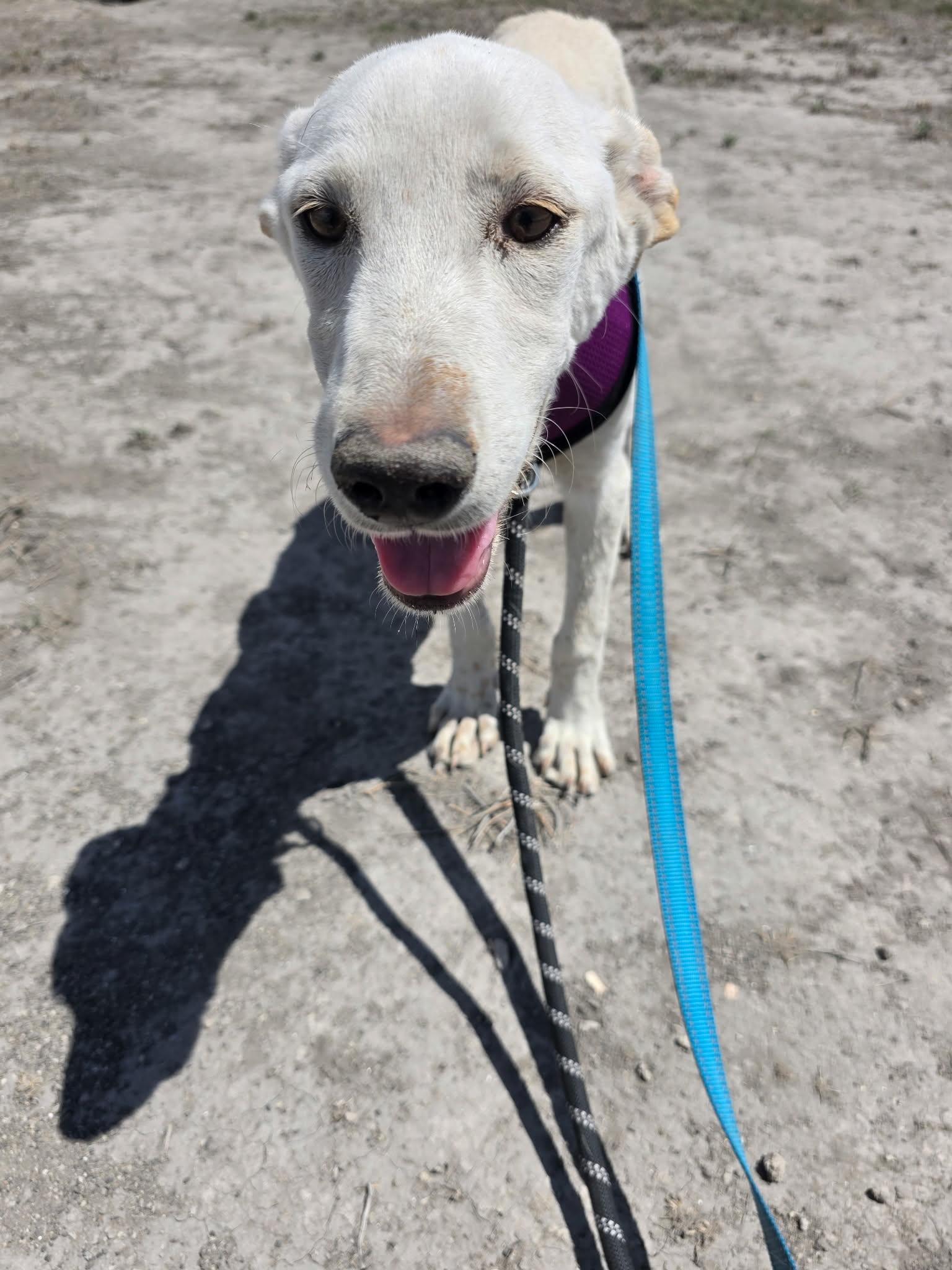 Sawako, Adoptable, Puppy Female Labrador Retriever.