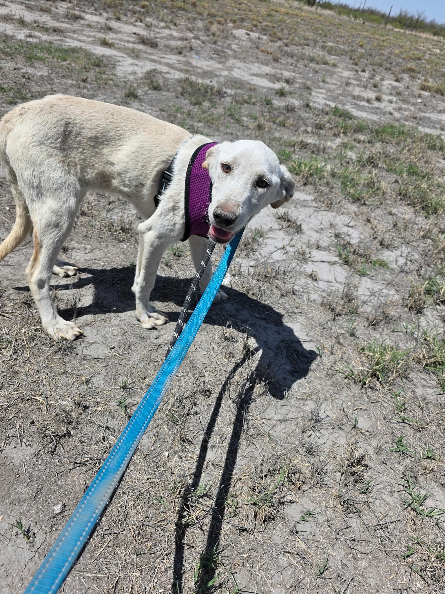 Sawako, a Adoptable Labrador Retriever in Minneapolis, MN image 2/2