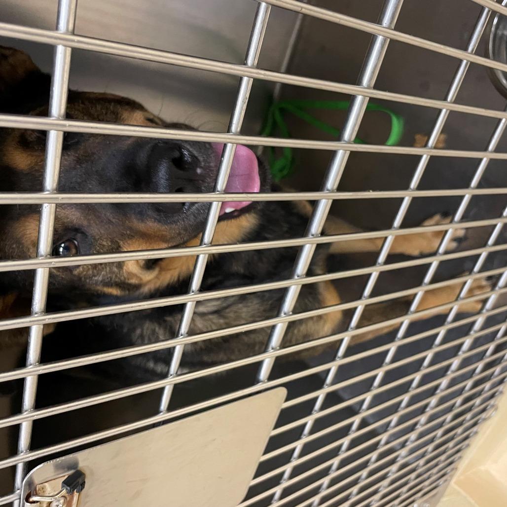 Slurpee, a Adoptable Mixed Breed in Winston-Salem, NC image 2/6