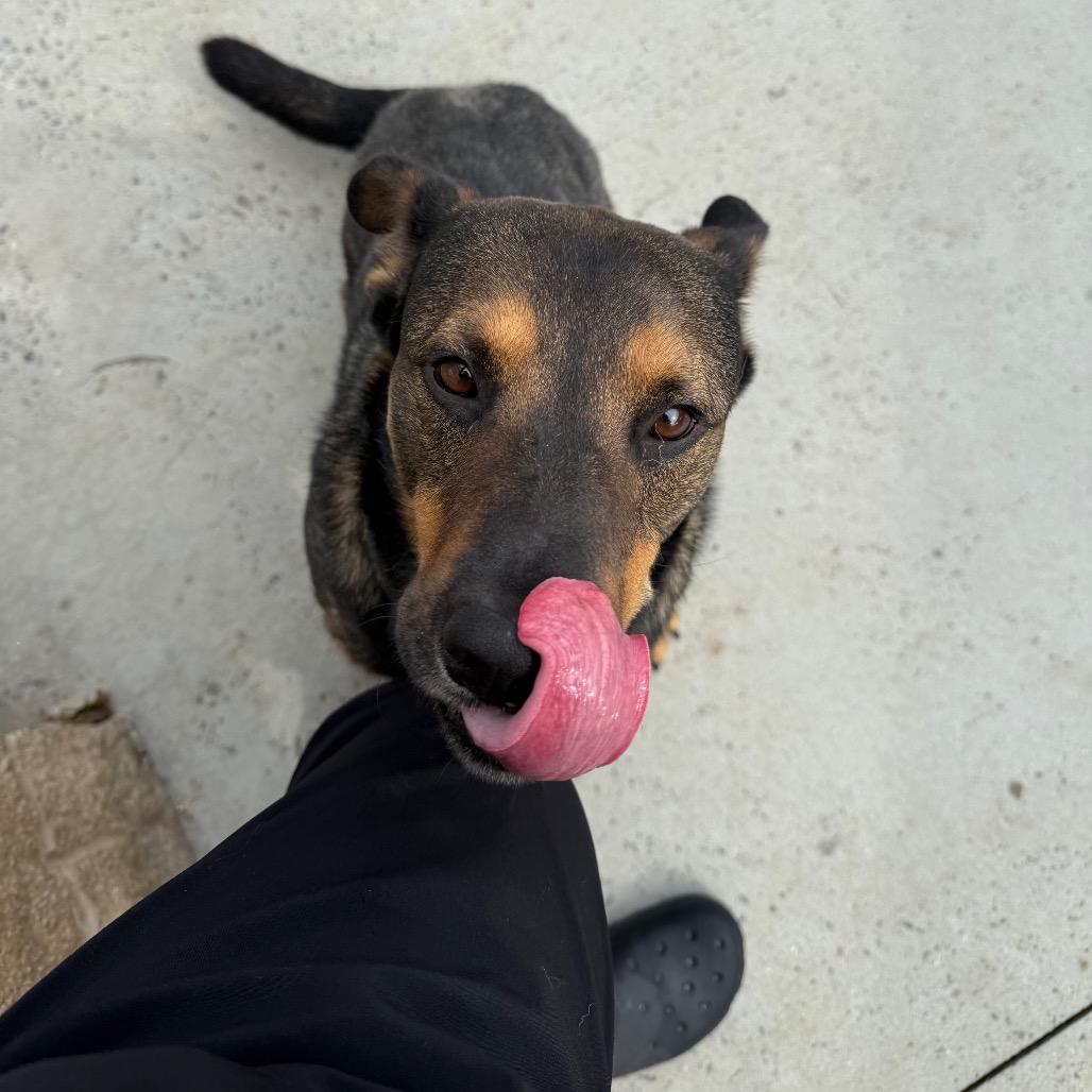 Slurpee, a Adoptable Mixed Breed in Winston-Salem, NC image 4/6