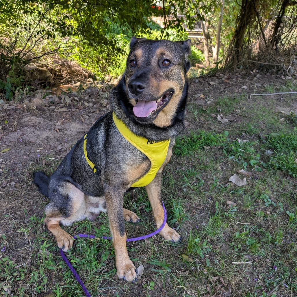 Enlarge Slurpee, a Adoptable Mixed Breed in Winston-Salem, NC image 5/6