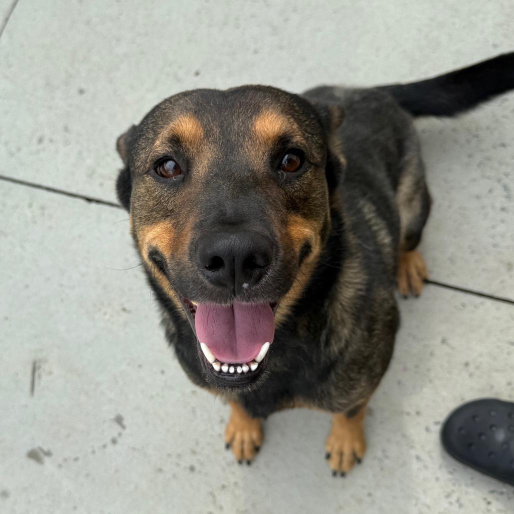 Slurpee, a Adoptable Mixed Breed in Winston-Salem, NC image 6/6