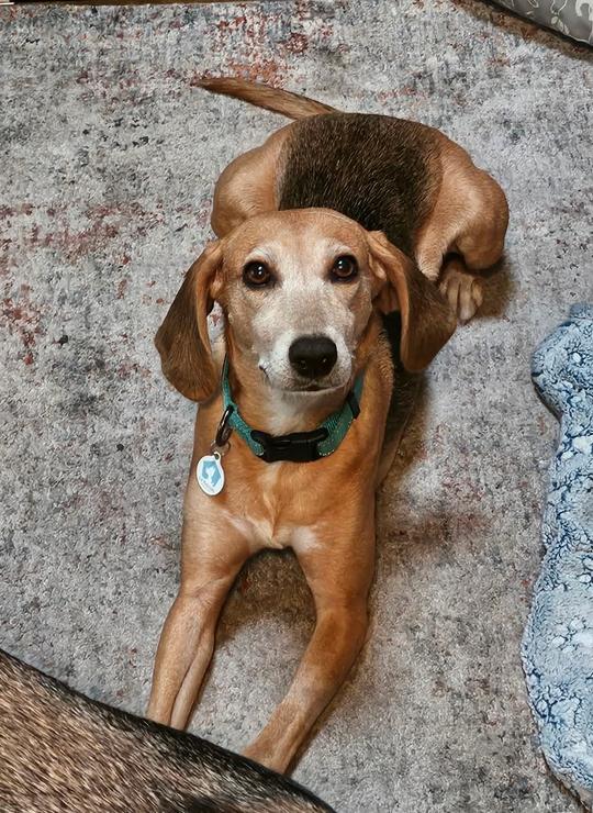 Enlarge Jolene, a Adoptable Beagle in Osteen, FL image 1/3