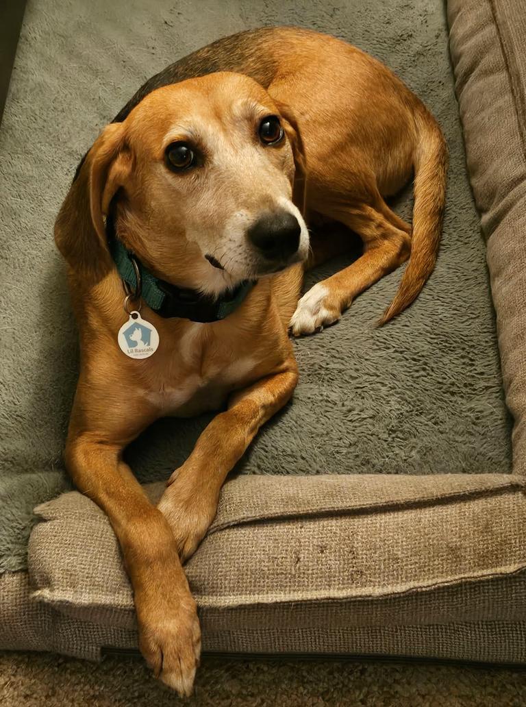Enlarge Jolene, a Adoptable Beagle in Osteen, FL image 2/3