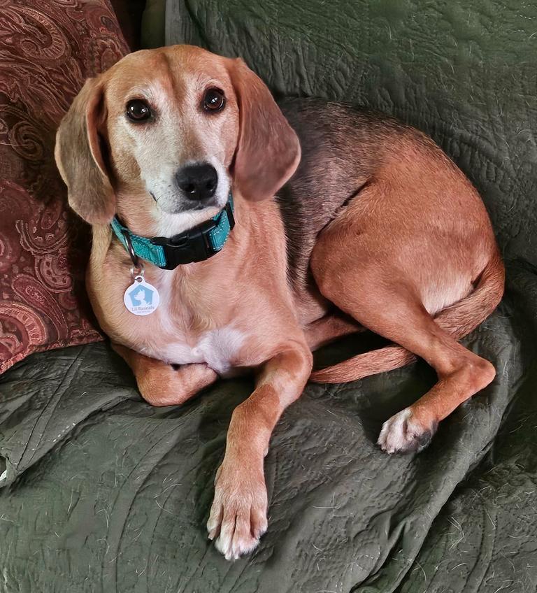 Enlarge Jolene, a Adoptable Beagle in Osteen, FL image 3/3