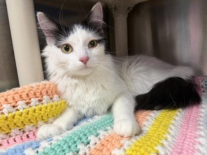 Tula, Adoptable, Adult Female Domestic Medium Hair & Domestic Short Hair.