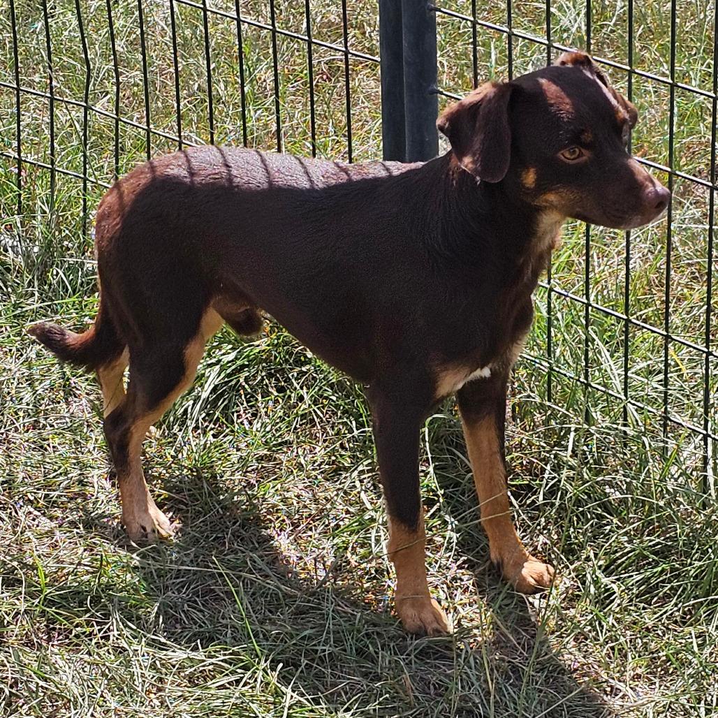 Dan, Adoptable, Adult Male Jack Russell Terrier & Mixed Breed.