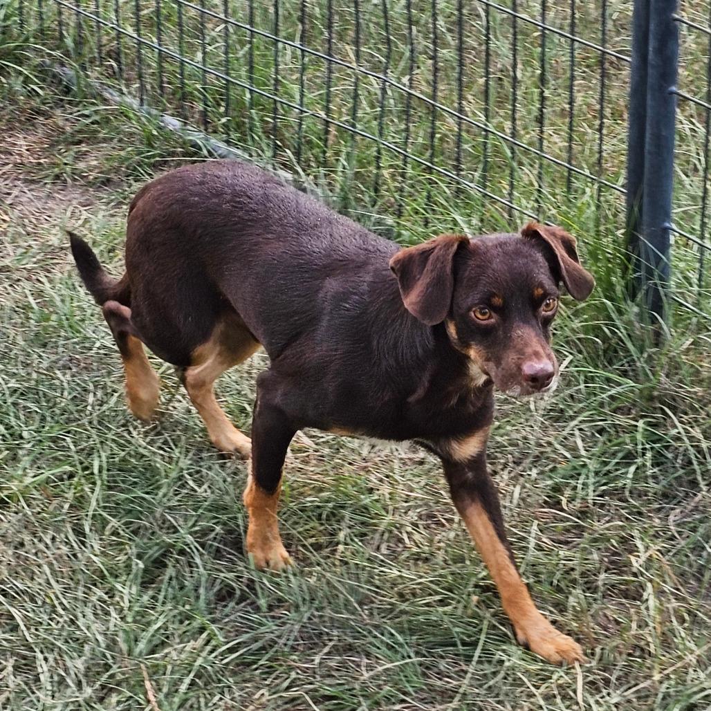 Enlarge Dan, a Adoptable mixed breed in Hattiesburg, MS image 2/4